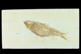 Fossil Fish (Knightia) - Green River Formation #133956-1